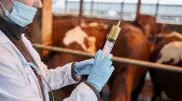 Ресейде жануарларға арналған алғашқы COVID-19-ға қарсы вакцина тіркелді