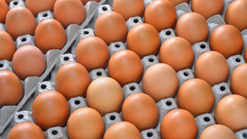 Фото: elements.envato.com