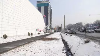 Алматыда заңсыз оталған ағаштар: Sulpak директоры сотта сөз сөйледі