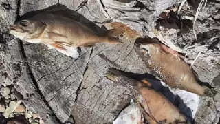 Ертіс арнасында қырылып қалған балықтар табылды 