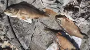 Ертіс арнасында қырылып қалған балықтар табылды 