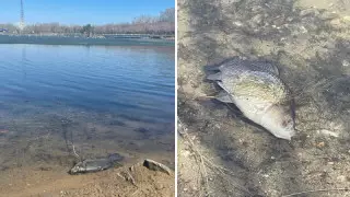 BBW бикини порно