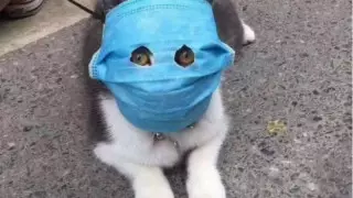 "Спутник V" жануарларды да COVID-19-дан қорғайды - ғалым