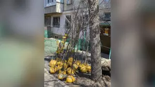 "Қурап қалады" - Алматы экологтары тұрғындарға таратылған көшет туралы