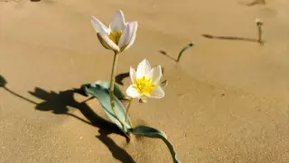 Интернеттегі пизды жалау порно