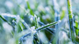 Қазақстанның оңтүстігінде үсік жүреді