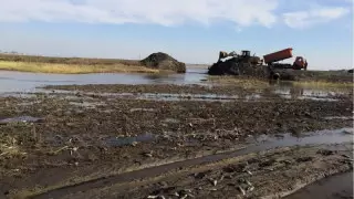 Қостанай облысында көлде 100 келі балық қырылып қалды