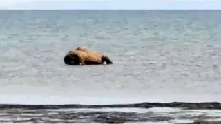 Маңғыстау облысында теңіз жағасында 20 түйенің өлігі пайда болды