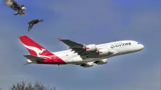 Ер адам әуекомпанияға бір қызмет үшін 770 миллион доллар қарыз болған