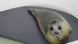 Әскерилер құтқарылған итбалықты теңізге жіберді