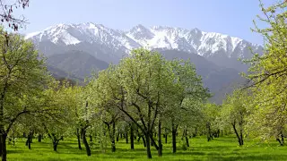 Қазақстандағы жалғыз помологиялық баққа ерекше мәртебе беру ұсынылды. Бұл қандай мәселені шешпек?