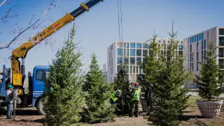 Алтай Көлгінов кәсіпкерлерді ағаш отырғызуға шақырды