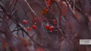 Қазақстанның бірнеше өңірінде аяз бен құмды дауыл болады