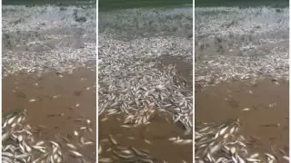 Жайықта балық қырылып жатыр