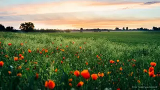 Парламент жерді шетелдіктерге сатуға тыйым салатын заң қабылдады