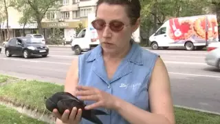 Тұмсықтары қан: Алматыда көшеден 20 көгершіннің өлексесі табылды