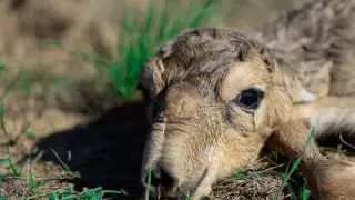 Батыс Қазақстанда жаңа туған құралайларға фотосессия жасалды