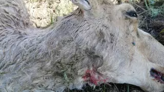 БҚО-да киіктер неден қырылған болуы мүмкін екені айтылды