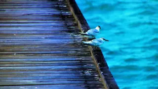 Қазақстандықтар үшін Мальдив аралдарынан рейс қашан орындалады