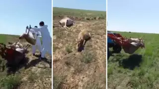 БҚО-да белгісіз біреулер киіктерді тірідей көмген