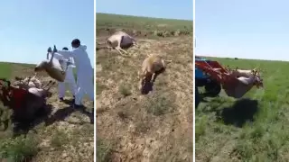 "Тірі киіктер болған жоқ!". Инспекция БҚО-да көмілген жануарларға қатысты түсінік берді