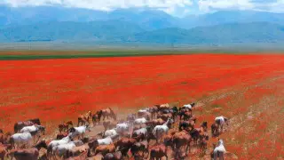 Қазақстандық блогердің видеосы жапондарды тәнті етті