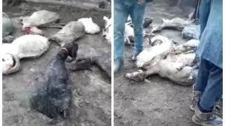 Ақтөбе облысында бұршақ астында қалған бір отар қой қырылды