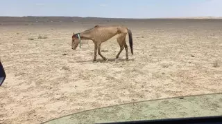 Маңғыстаудағы жылқылардың қырылуы: министр кінәні әкімдіктерге жапты