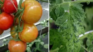 Қазақстаннан Ресейге вирус жұққан қызанақтар тасымалданбақ болған