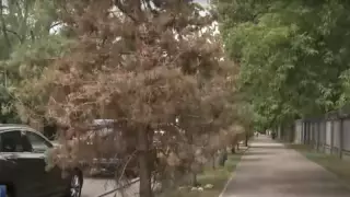 Алматыда былтыр отырғызылған ағаштар қурап жатыр