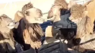 Маңғыстау облысында тұрғындар малға шөп орнына картон беруге мәжбүр