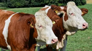 ШҚО-да шаруалар мемлекеттен алған субсидияны қайтаруға мәжбүр