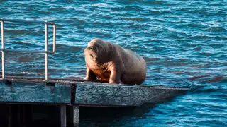 Топтық жыныстық қатынастағы лесбияндар