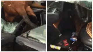 Көлсай маңында жылқыны көлік қаққан апат: полиция мән-жайды айтты