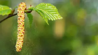 Ғалымдар коронавирусты тарататын жаңа факторды анықтады