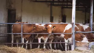 Солтүстік Қазақстандағы ауыл тұрғындары малын жаппай өлтіруге мәжбүр болып отыр