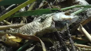 СҚО-дағы Қарабек көлінде балық қырылып жатыр