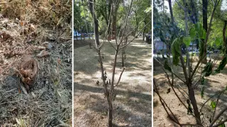 Алматыда ыстықтан көшеттер қурап жатыр