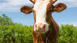 Нұр-Сұлтанда түнде жолда жүрген бұқа видеоға түсірілді