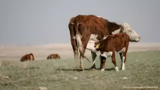 Мамин Маңғыстауда шаруаларға көмектесуді тапсырды