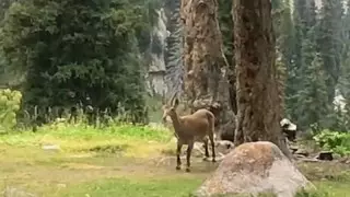 Алматыда таутекелердің қоқыс жеп жүргені видеоға түсірілді