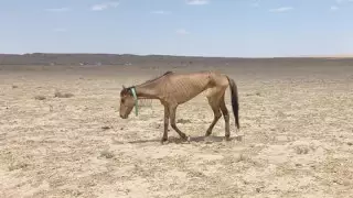 Министрлік қазақстандықтардан құрғақшылықтан шардап шеккендерге көмектесуді сұрады