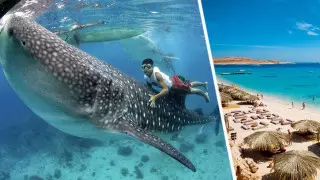 Әлемдегі ең үлкен акула Хургада жағажайында жүзді