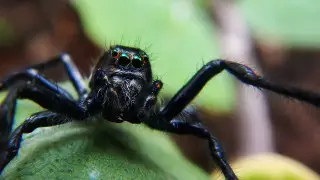 Ұшақтағы улы өрмекші жолаушылардың үрейін алды