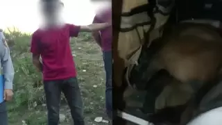 ШҚО тұрғыны жылқыны көлігіне салып ұрлап кеткен