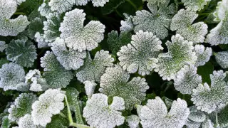 Алдағы күндері ауа температурасы 3 градусқа дейін төмендейді