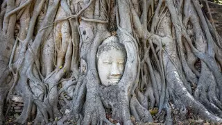 Гавайда ағаш бұтағы құлап, жеті адам жарақат алды