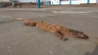 Лас трусики порно