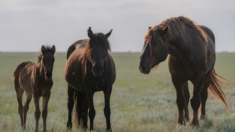 Иллюстрациялық фото ©Тұрар Қазанғапов