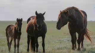 Қарағанды облысында пойыз жылқыларды қағып кетті